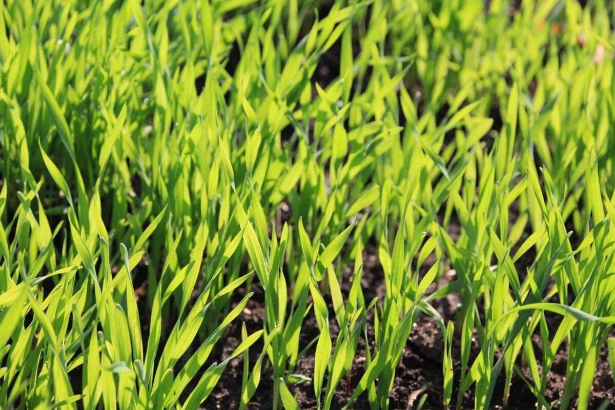 Овес яровой боррус. Пшеница в качестве сидерата. Овес в огороде. Что посеять после овса. Что посеять после овса.