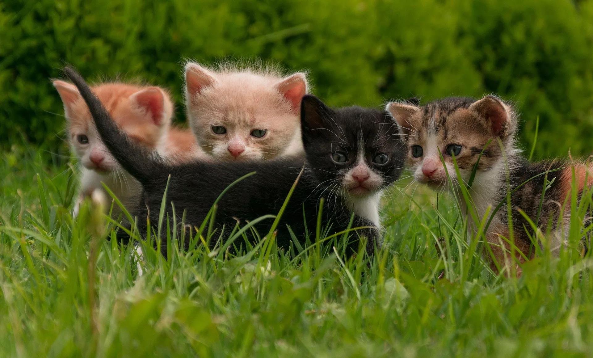 4 кота. Четверо котят. Маленький котенок. Разноцветные котята. Котята фото.