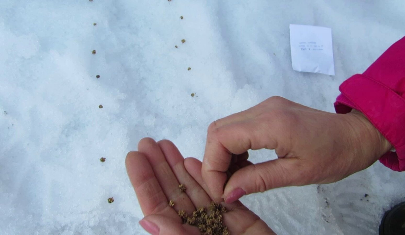 закаливание семян. семена на снегу. трава из под снега. посев семян на снег. примула бесстебельная рассада.