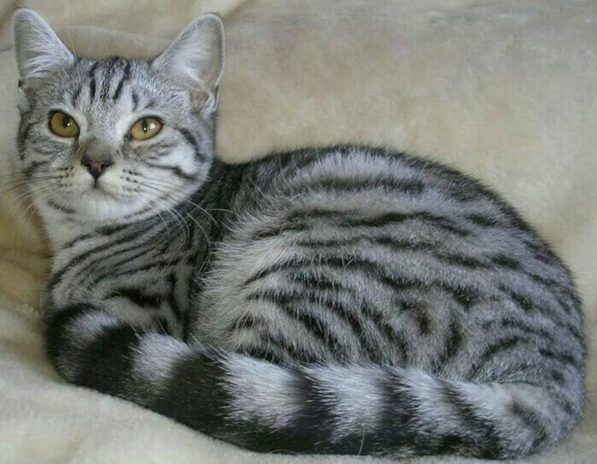 Породы серых полосатых кошек с фотографиями