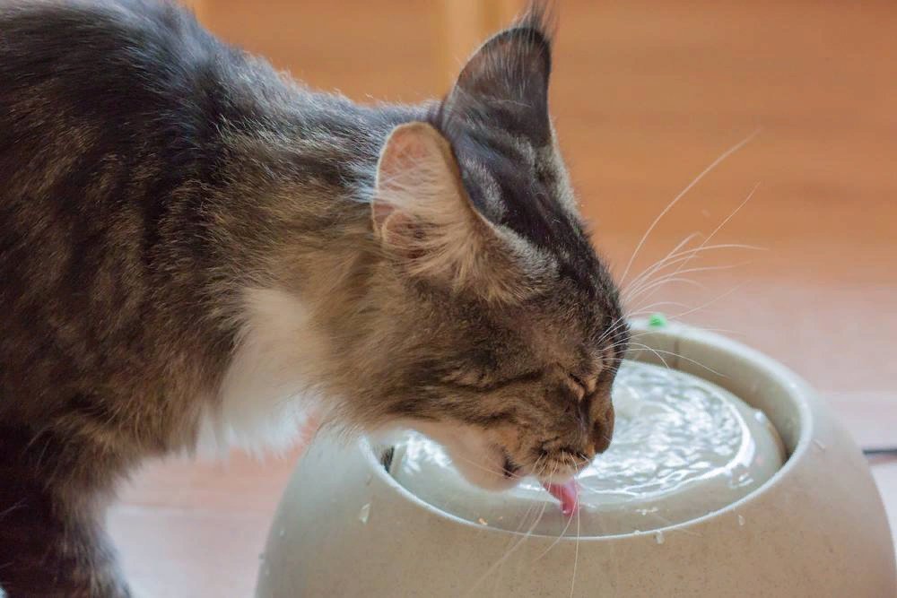 Кошки пьют лапой. Кошка пьет. Кошка лакает воду. Питье для кошек. Котик пьет воду.