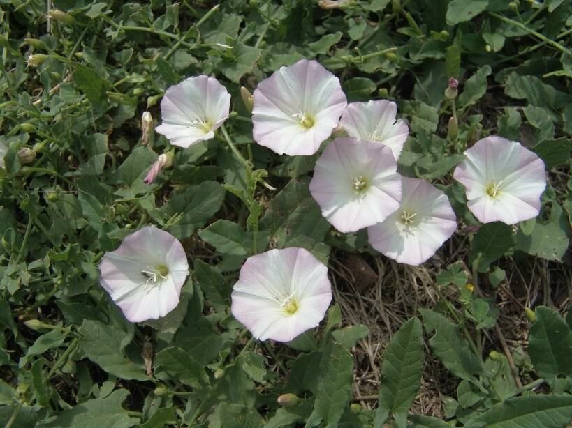 Вьюнок сколько букв. Вьюнок bindweed. Вьюнок полевой Березка. Вьюнок полевой. Вьюн полевой.