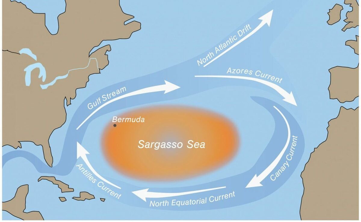 Какое море не имеет берегов. Саргассово море границы. Саргассово море и Бермудский треугольник на карте. Саргассово море течения. Саргассово море расположение.