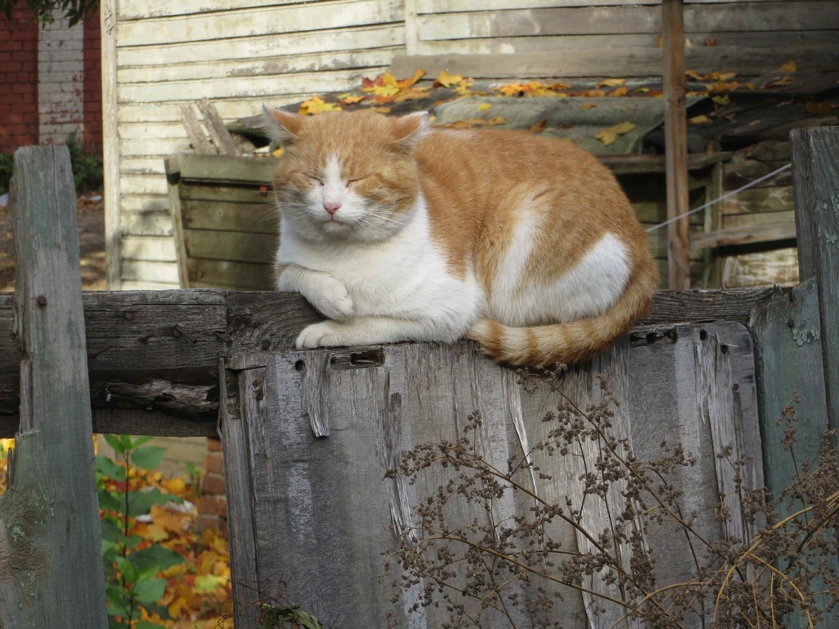 Рыжий кот на заборе