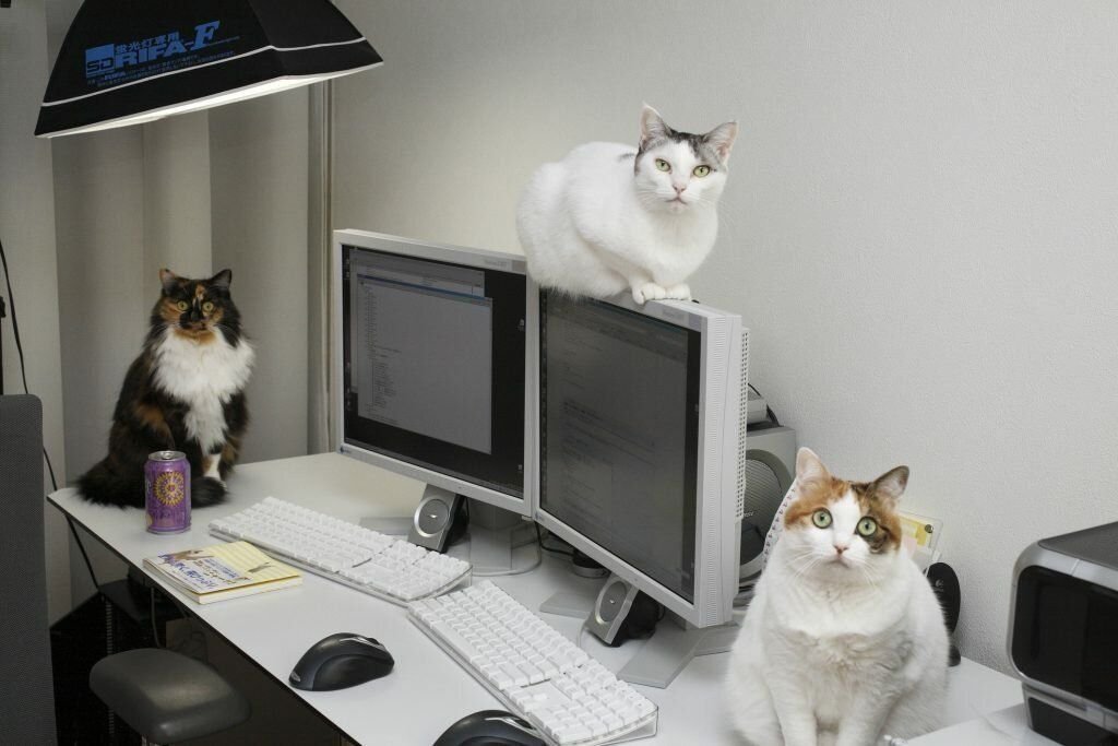 Кот тремот. Кот в офисе. Коты за компьютером. Котик за компьютером в офисе. Кошка и компьютер.