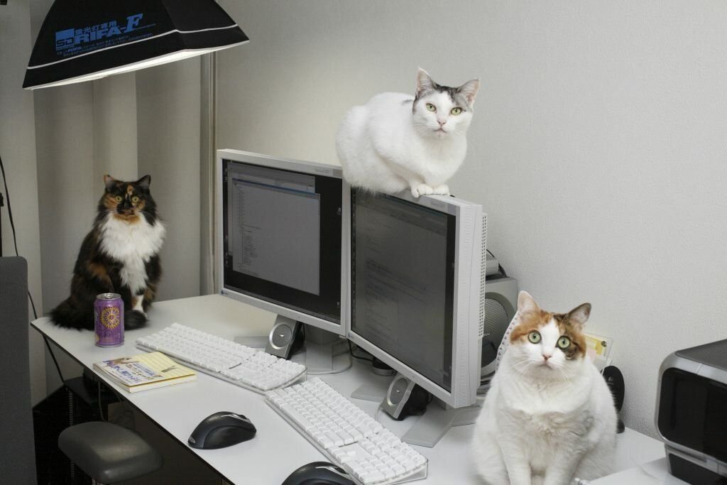 Котики работают картинки