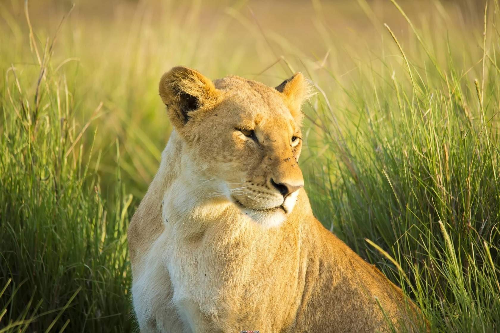 Львица фото красивое животное