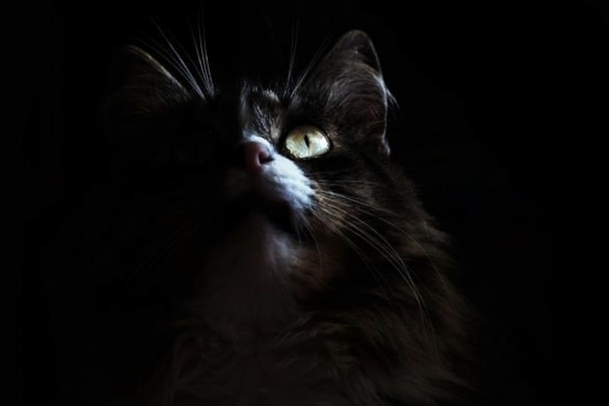 Кошка смотрит в пустоту. Кошка боком. Коты видят призраков комикс. Кошка крупным планом. Кошка в темноте.