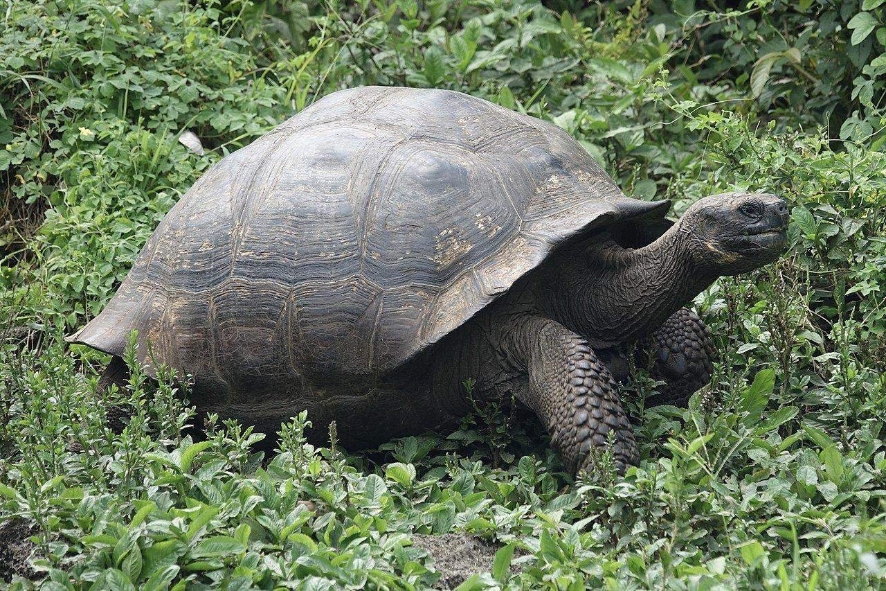 Галапагосская черепаха питание