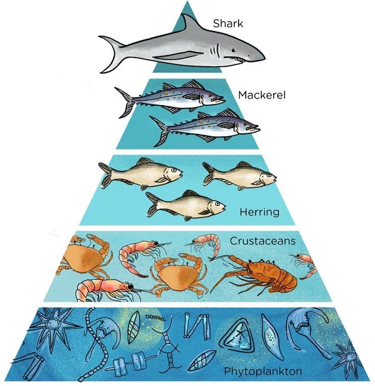 Питание морей. Пищевая цепочка в море. Пищевая цепь океана. Пищевая цепочка морских обитателей. Пищевая цепочка в океане.