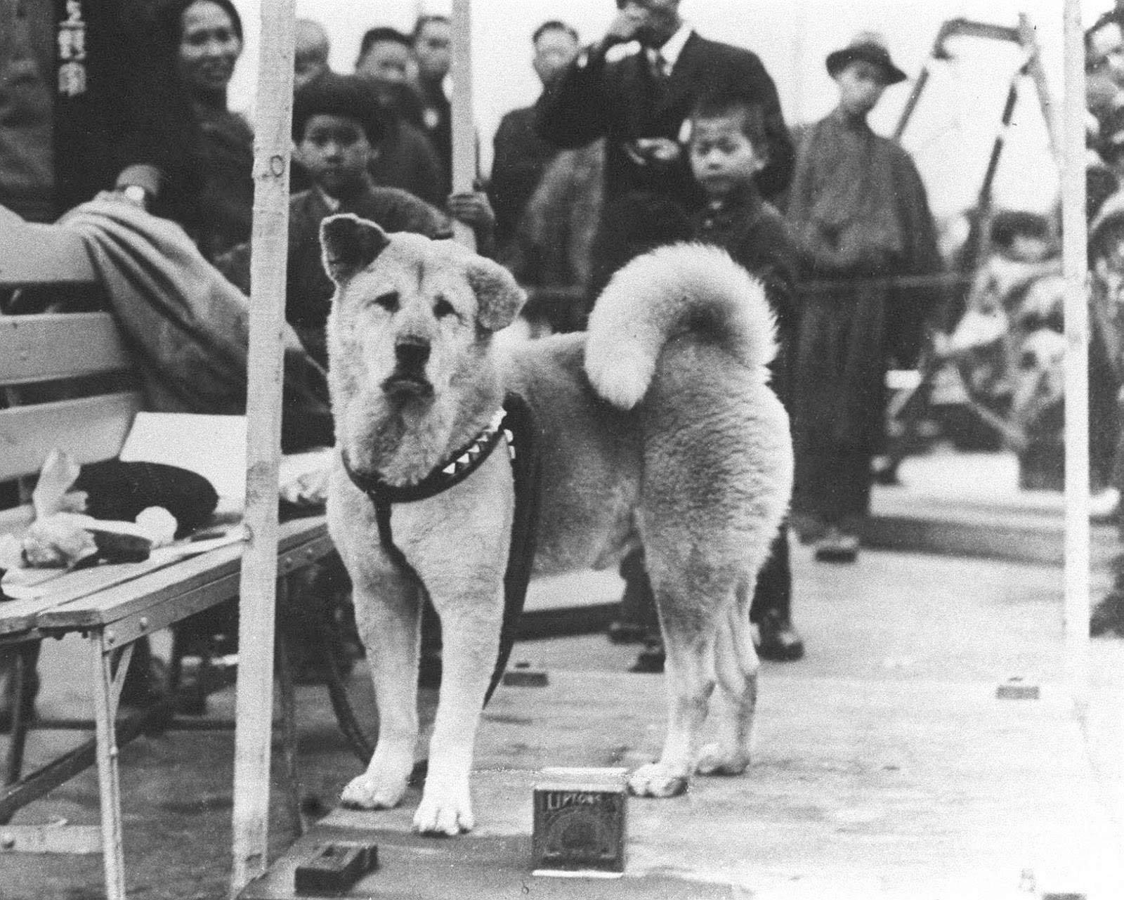 Год собаки история. Хидэсабуро Уэно. Хатико 1925. Хатико профессор Хидэсабуро Уэно. Собака Хатико настоящий.
