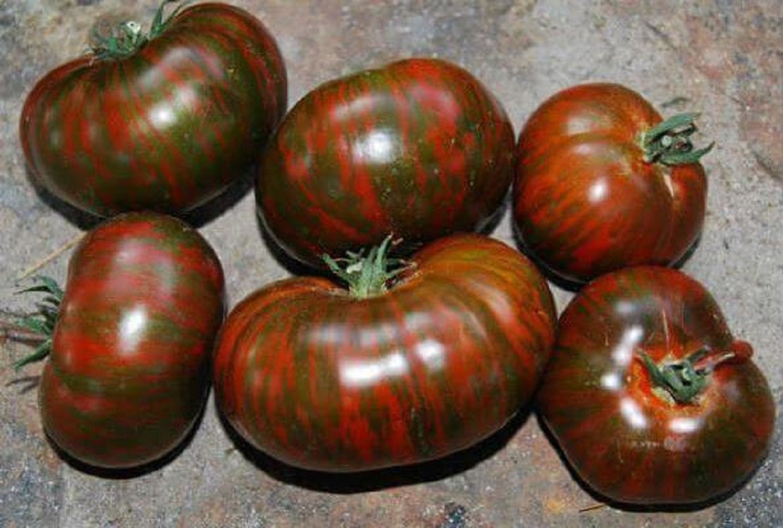 Томат черный шоколад f1. Томат черри черный принц. Сорт томатов зефир в шоколаде. Томат черный шоколад f1. Томат черный шоколад f1.