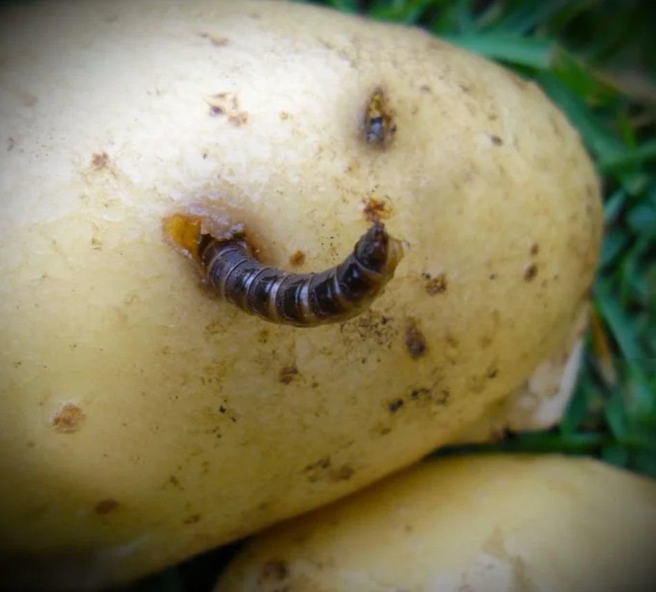 Проволочник в картошке как избавиться. Белые личинки проволочника. Почвенные вредители. Вредители картофеля. Жуки которые едят картошку.