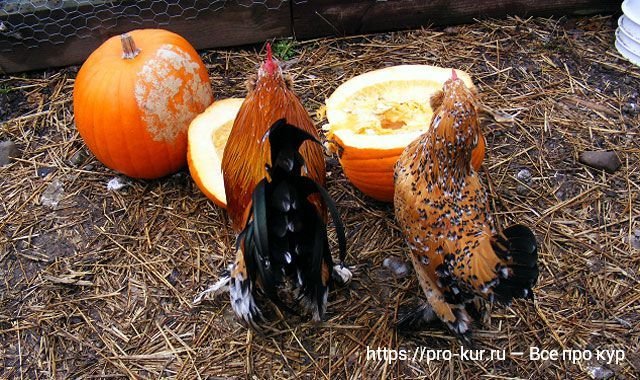 куры едят тыкву. куры едят тыкву. можно давать курам тыква. тыкву курам можно. куры осень.