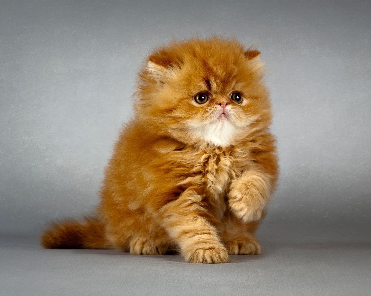 Персидская вислоухая кошка рыжая