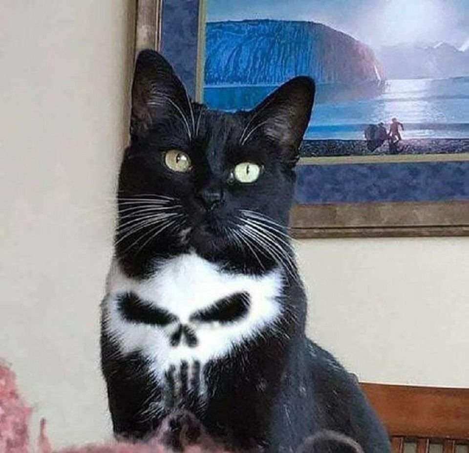 Мощная кошка