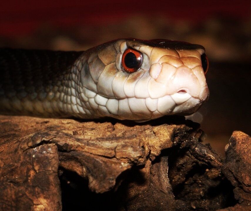 Австралийский тайпан. Австралийский тайпан. Внутриматериковый тайпан. Тайпан 2021. Тайпан машина.