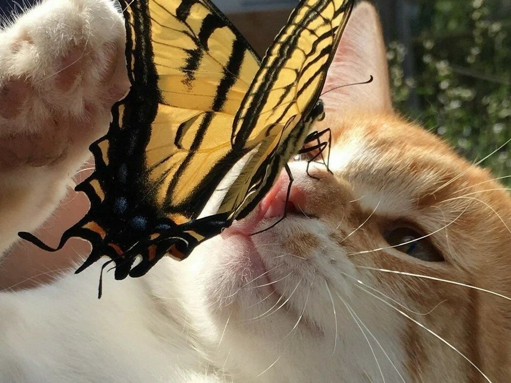 Лев с бабочкой на носу фото