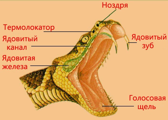 Внешнее строение пресмыкающихся змея