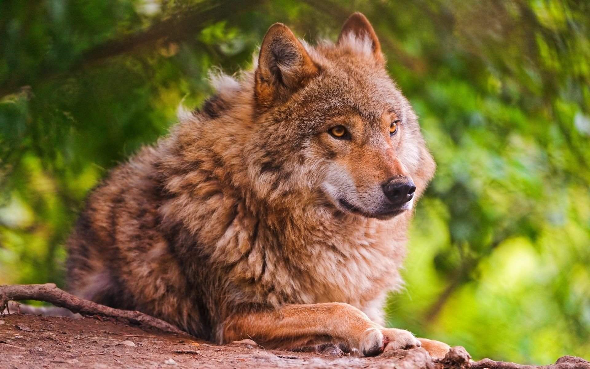 Флоридский рыжий волк