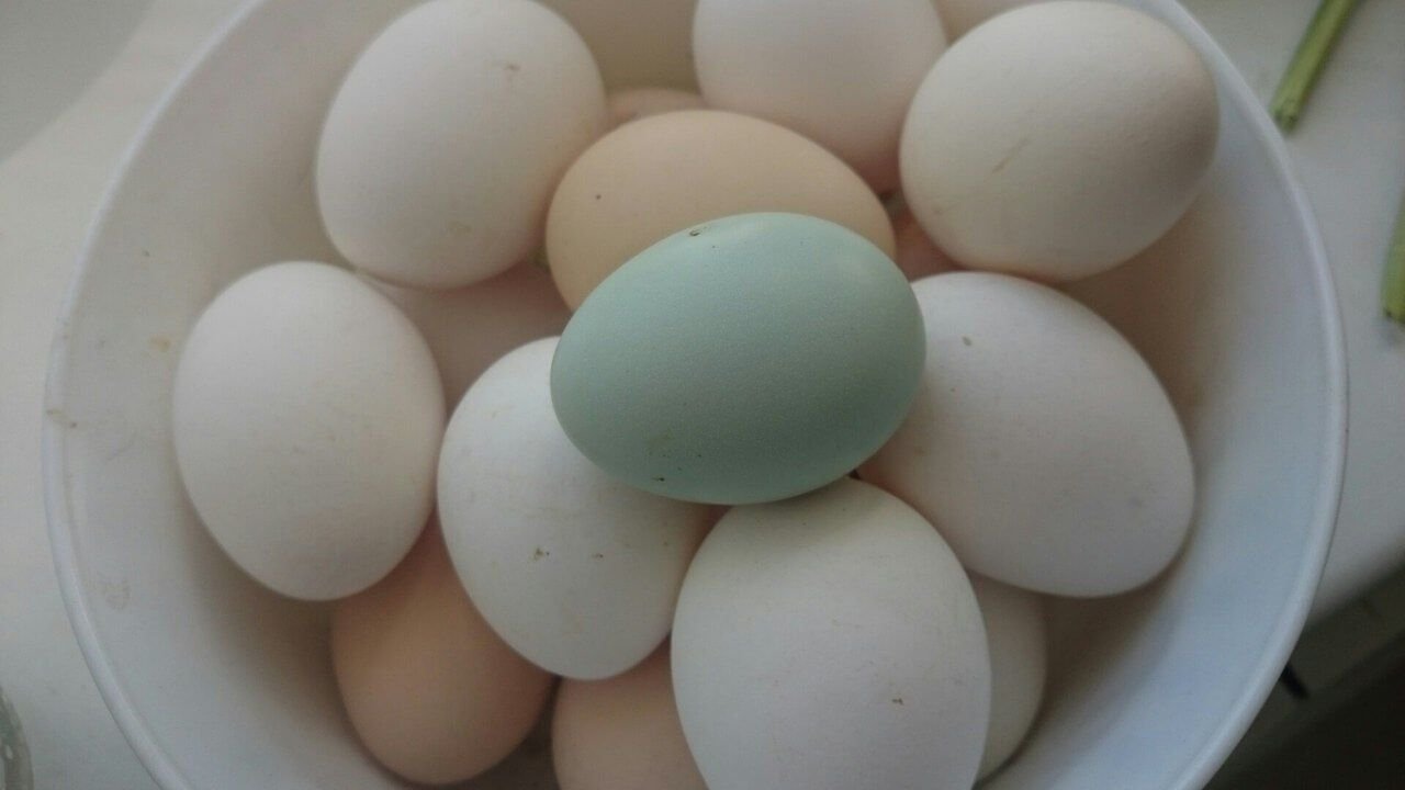 Куры несущие цветные яйца фото