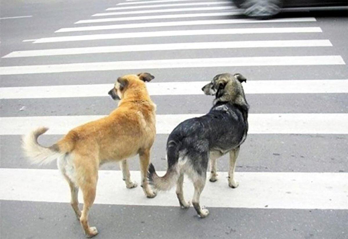 Собака переходит дорогу
