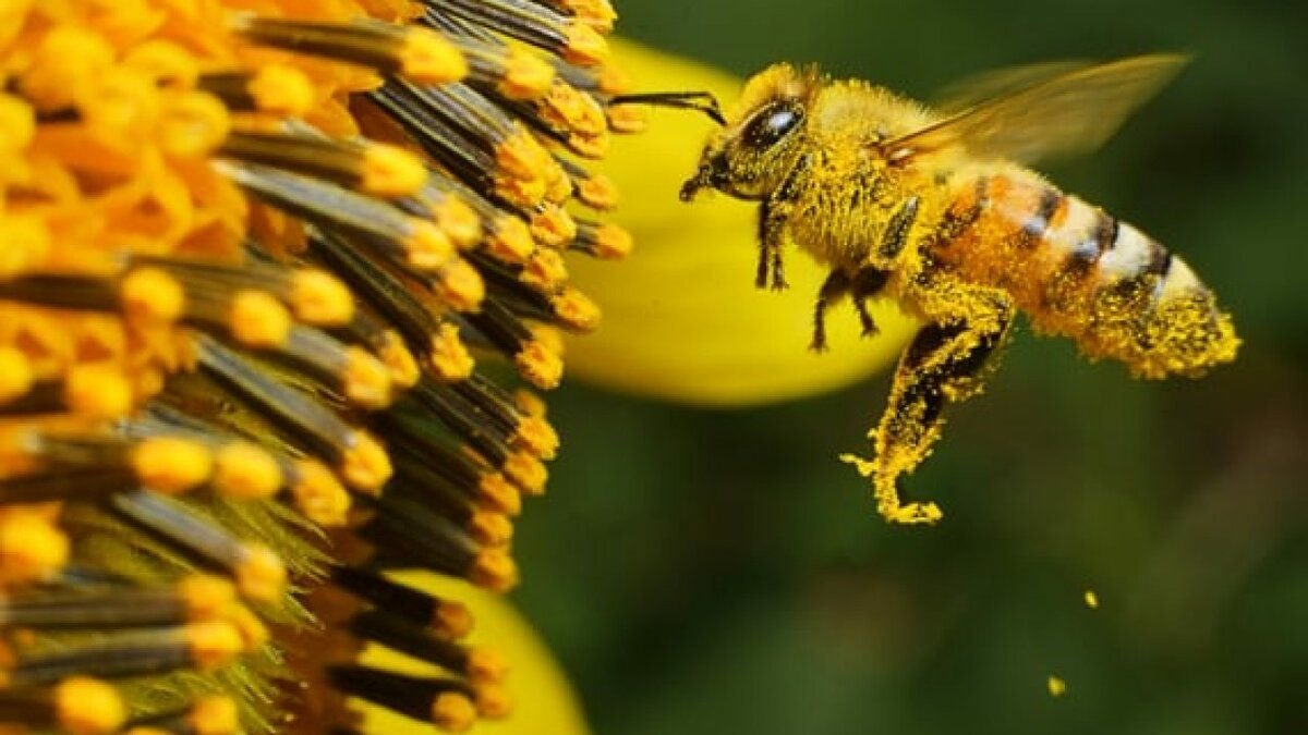 Пчелы в опылении сельхозкультур