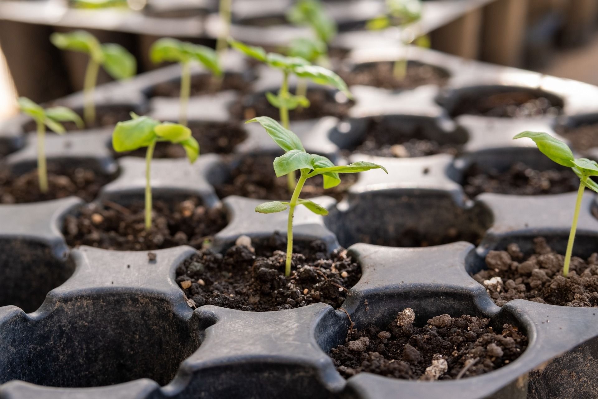 Когда сеять рассаду. Seedling «рассада». Всход рассады помидор. Крепкая рассада. Рассада саженцы.