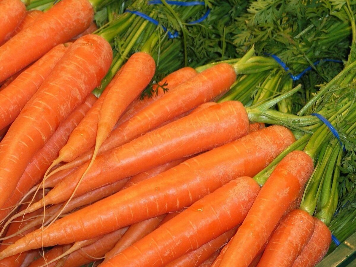 Рогатая морковь. Сорта моркови без сердцевины сочные сладкие крупные лучшие. Рогатая морковь причины. Морковная Муха.