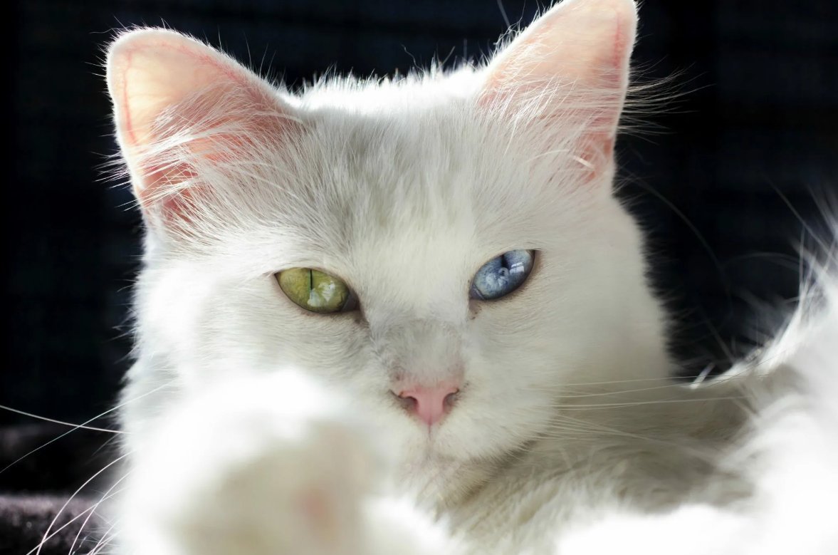 Турецкая ангора короткошерстная. Почему кот белый. Кошка белая. Почему кот белый. Белый котик.