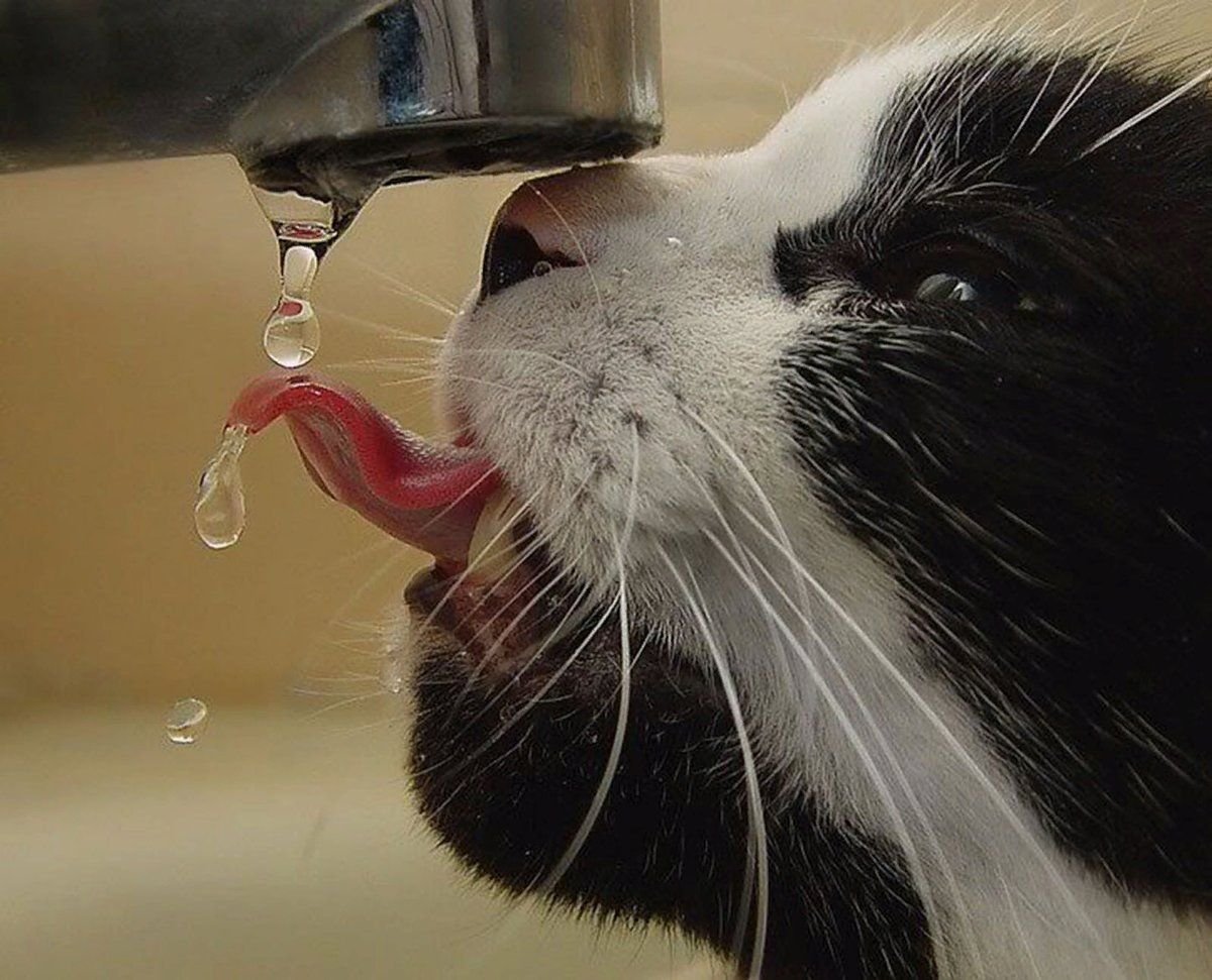Кошка вода нос. Кот пьет воду. Кошка лакает воду. Кот пьет из крана. Животные пьют воду.