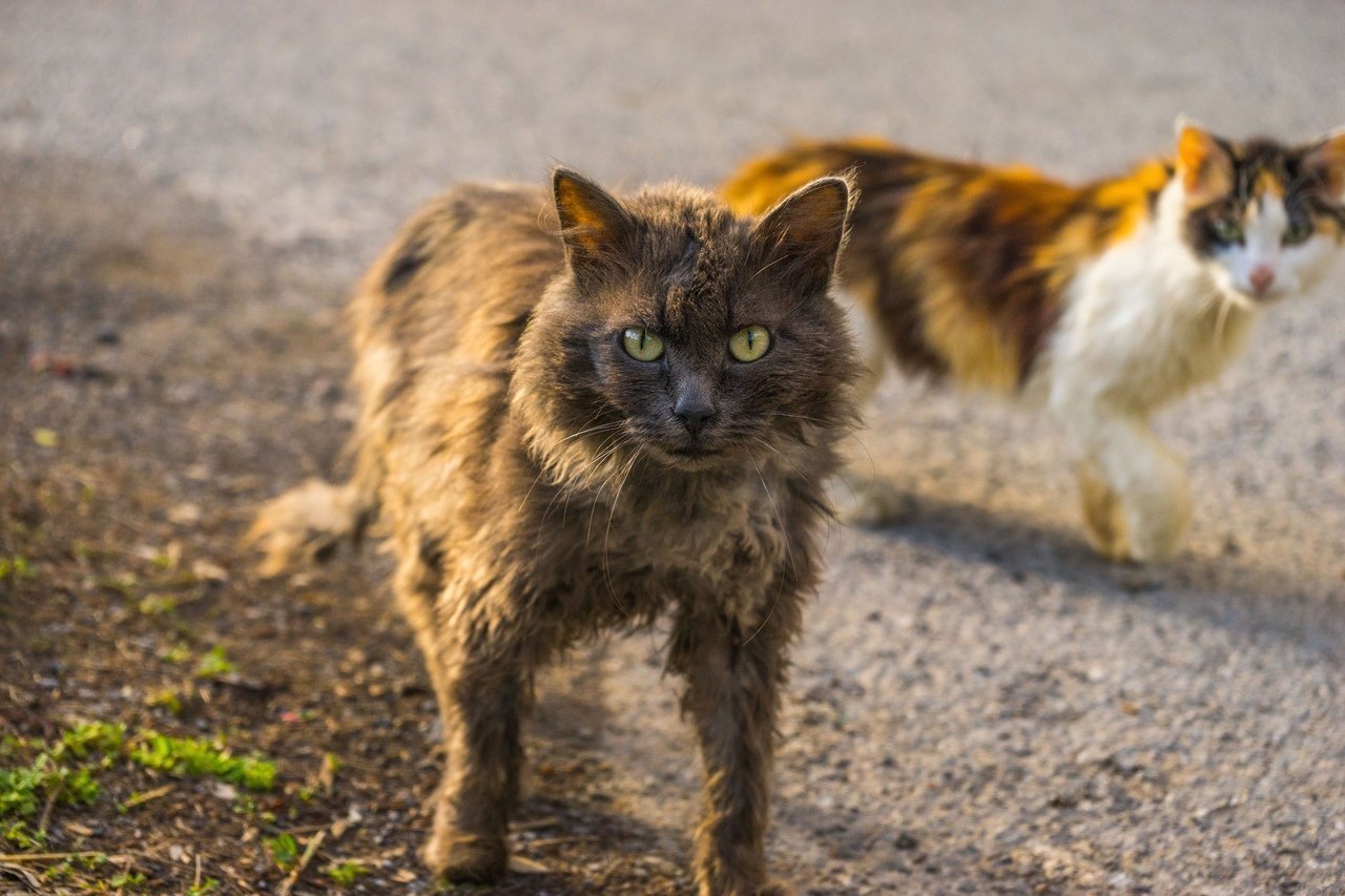 Дикая кошка уличная