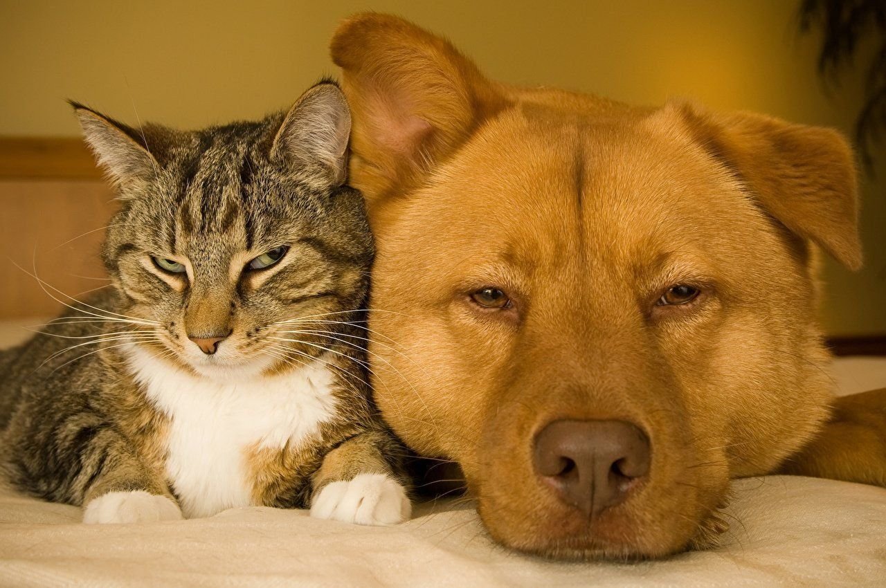 Породы животных кошек и собак