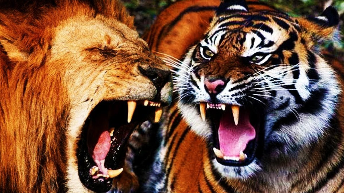 Левый тигр. Лев против тигра. Тигр vs Лев. Лев и тигр битва.