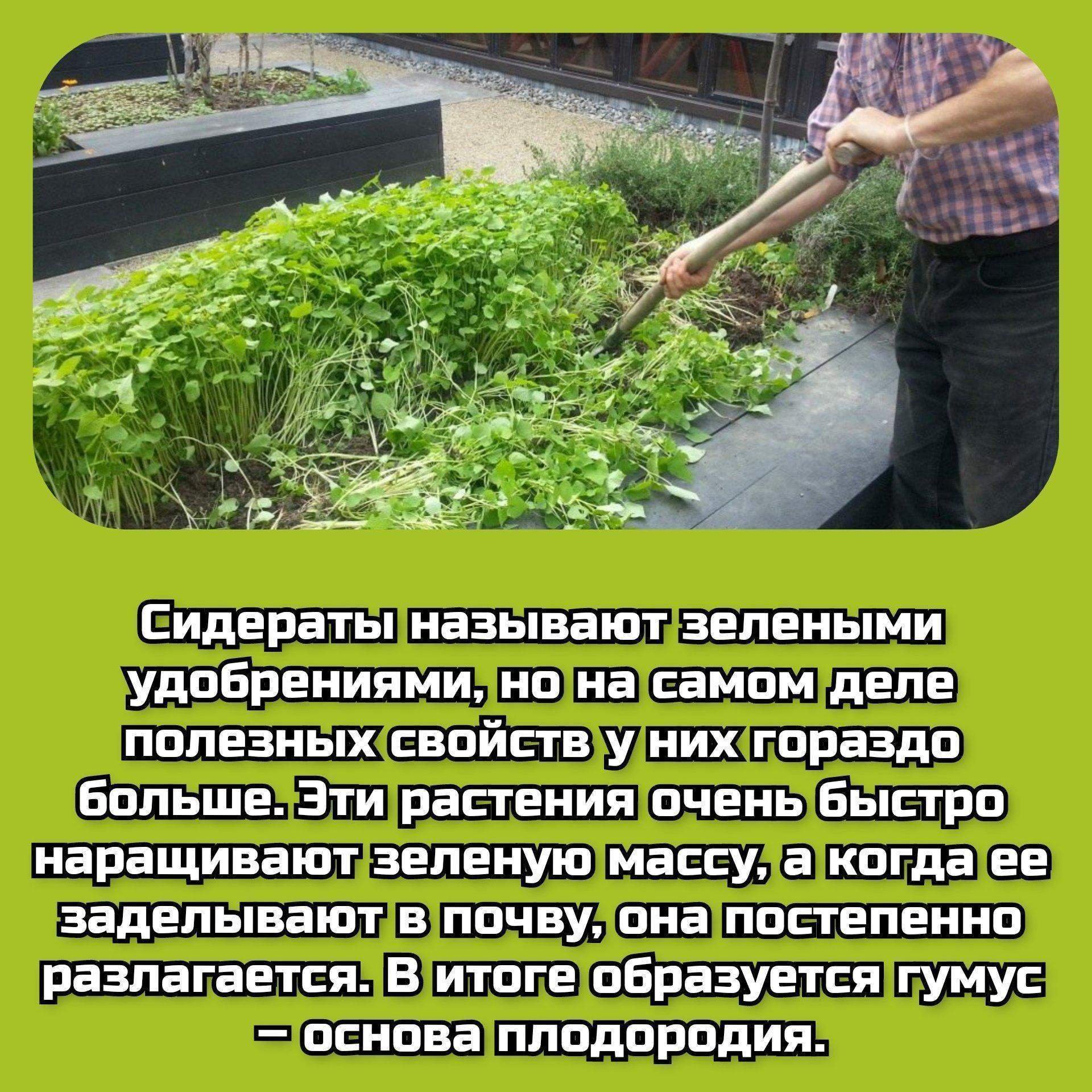 Что такое сидераты на огороде фото и названия для чего они нужны