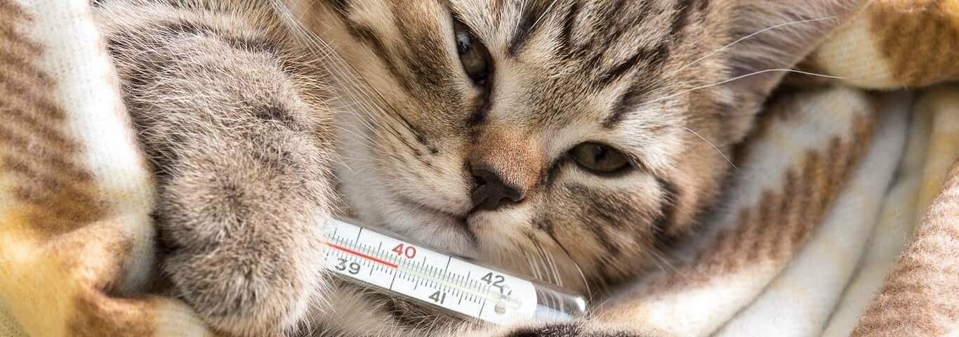 Кошка часто болеет. Кошка с градусником. Котик с градусником. Кошечка с градусником. Котик болеет.