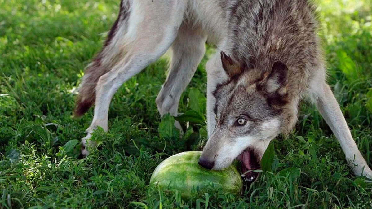 Кто может съесть волка. Смешной волк. Волк с арбузом. Забавные волки.