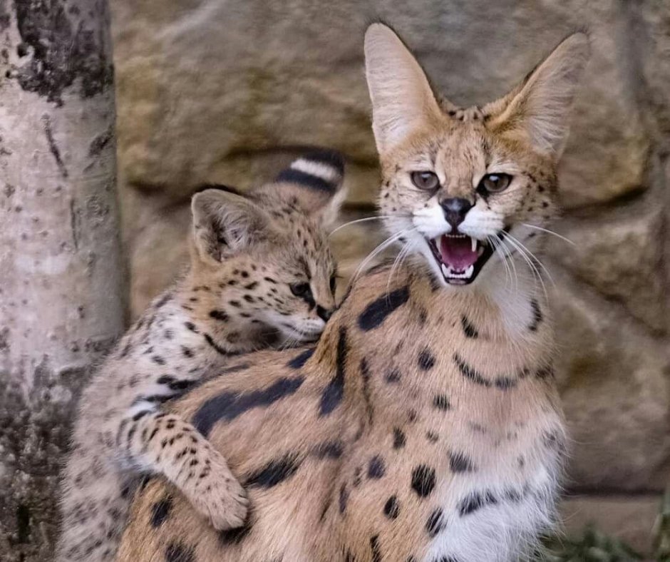 Сервалы кошки фото и описание