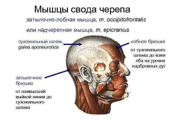 Надчерепная мышца. Мышцы свода черепа анатомия. Мышцы головы надчерепной апоневроз. Надчерепная мышца сухожильный шлем. Надчерепная мышца свода черепа.