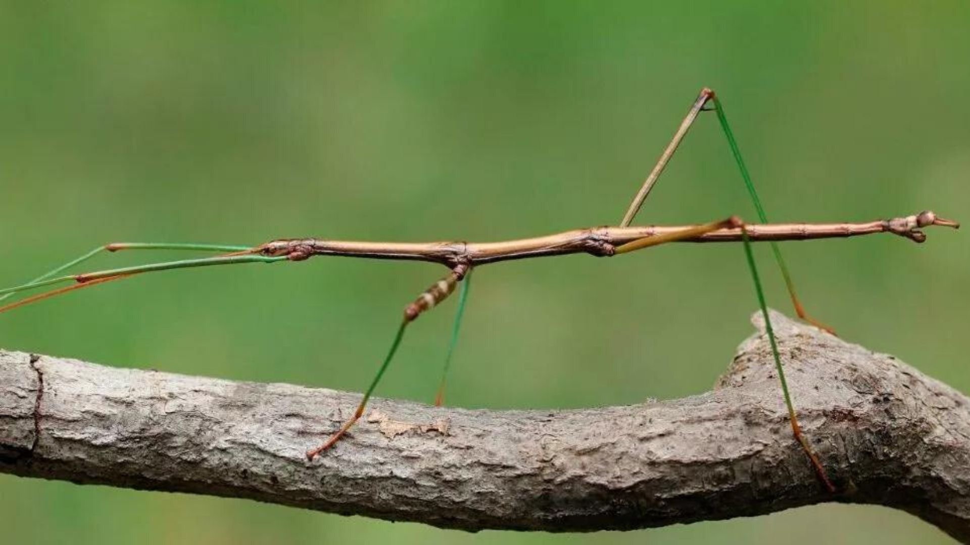 Жук палочник. Как называется ветка дерева. Ветка дерева с листьями. Ветви деревьев. Ствол дерева.