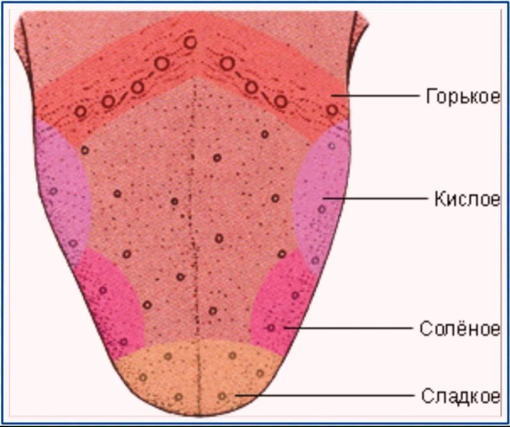 Рисунок языка вкусовые рецепторы