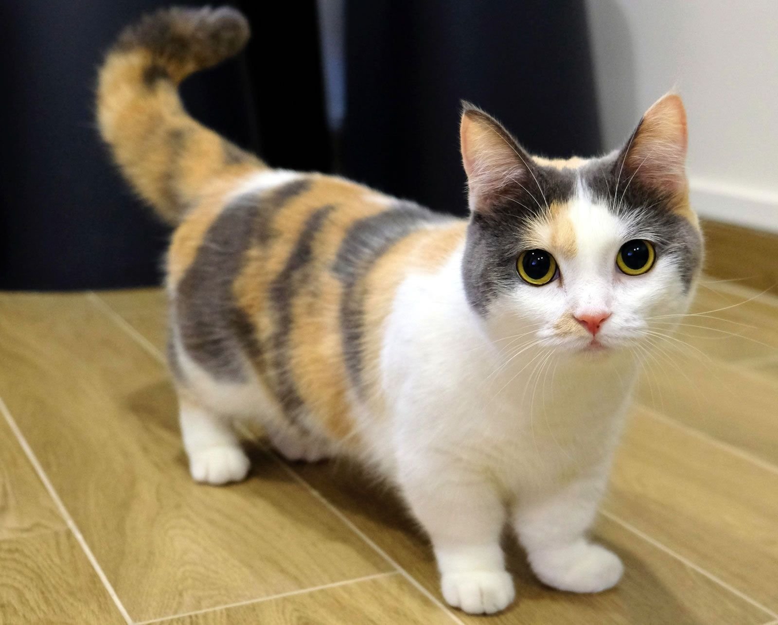 Манчкин кот