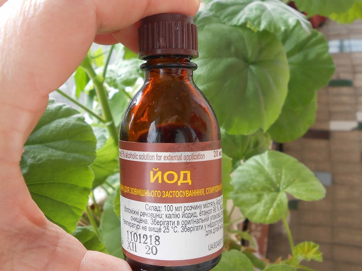 Полив рассады томатов йодом. Подкормка герани для цветения йодом и перекисью. Подкармливание рассады томатов йодом. Фитофтора на помидорах йод. Подкармливание рассады томатов йодом.