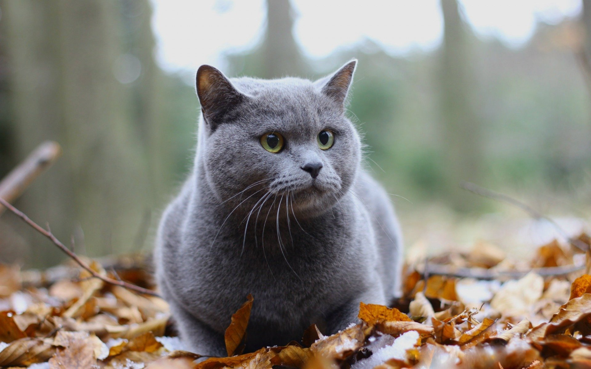 Британский кот серый