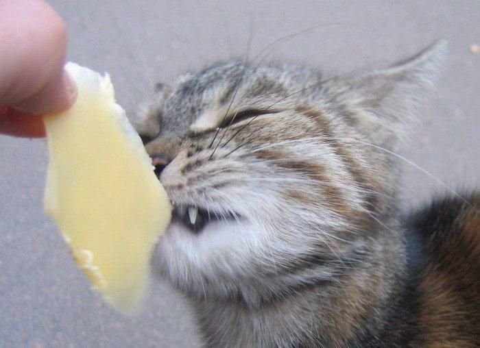 Можно ли кошкам давать сыр | Польза и вред продукта | Любимые питомцы ...