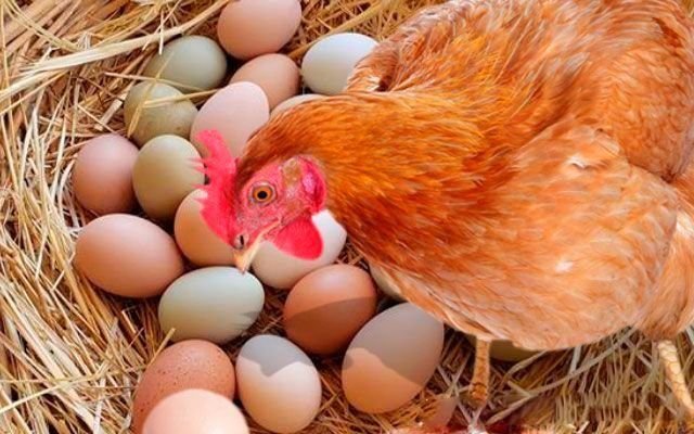 куры несушки весной