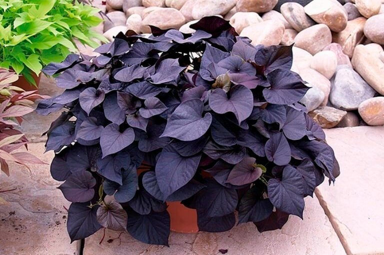 Ипомея Black Tone