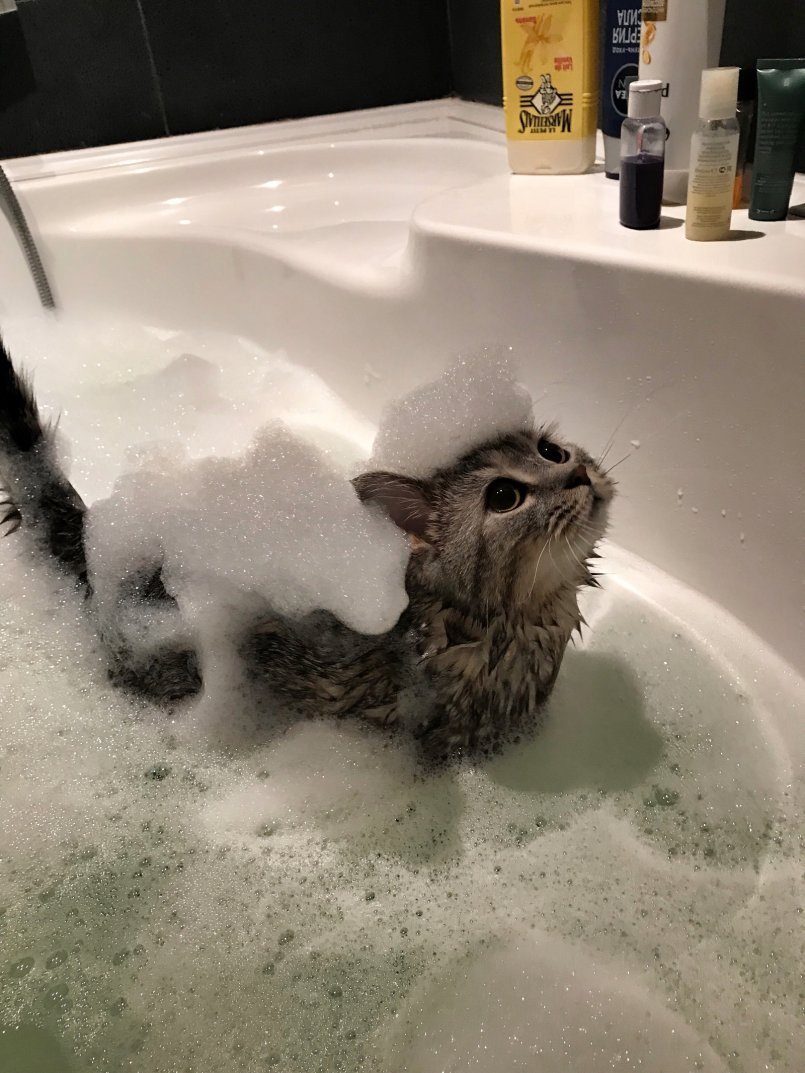Кота моют в ванне. Кот купается. Котик в ванной. Кот в ванне. Котенок в ванной.