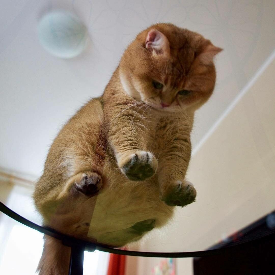 Кот на стекле