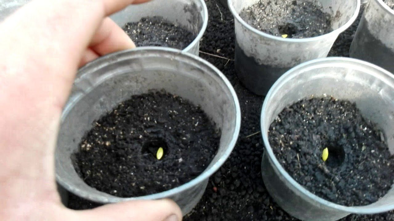 Посадить рассаду огурцов в стаканчиках. Посев семян огурца. Посадка семян огурца в землю. Стаканчики для рассады. Земля садить семена.